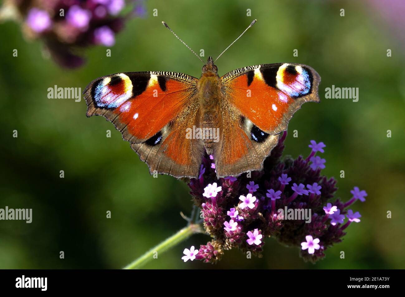 Mariposa de pavo real, Inachis io en la flor de Verbena Foto de stock