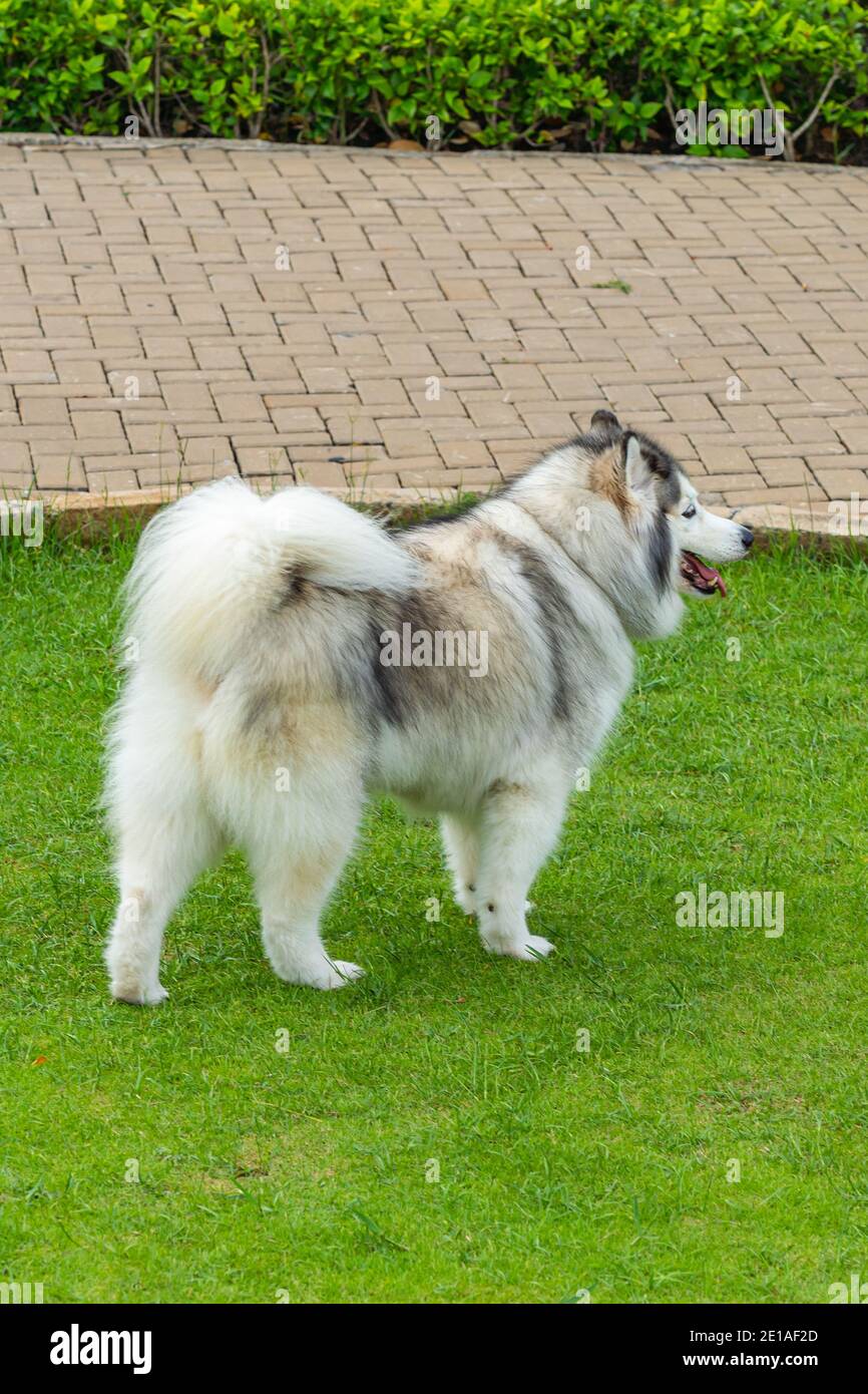 Malamute De Alaska Gigante Fotos E Imagenes De Stock Alamy