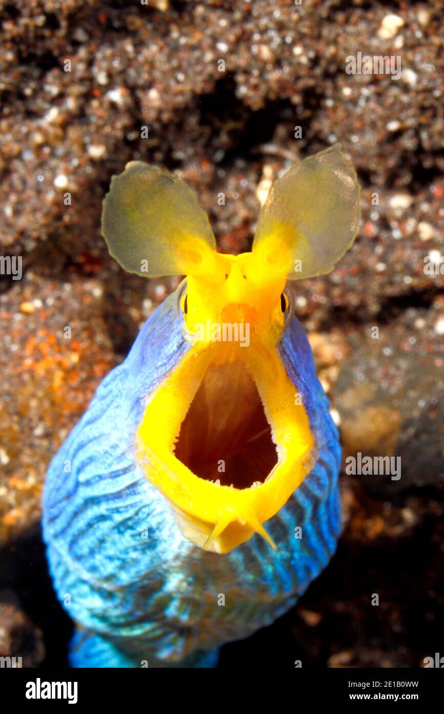 Cinta azul Eel, Rhinomuraena quaesita, mostrando boca y dientes abiertos. Tulamben, Bali, Indonesia. Bali Mar, Océano Índico Foto de stock