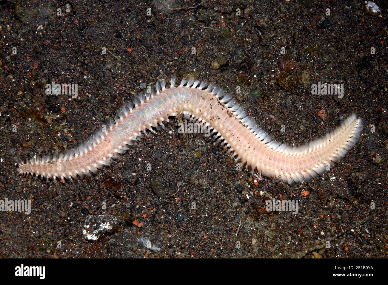 O Bristleworm Fireworm, posiblemente Eurythoe complanata, o Pherecardia Chloeia sp o sp.Tulamben, Bali, Indonesia. Bali, mar, océano Índico Foto de stock