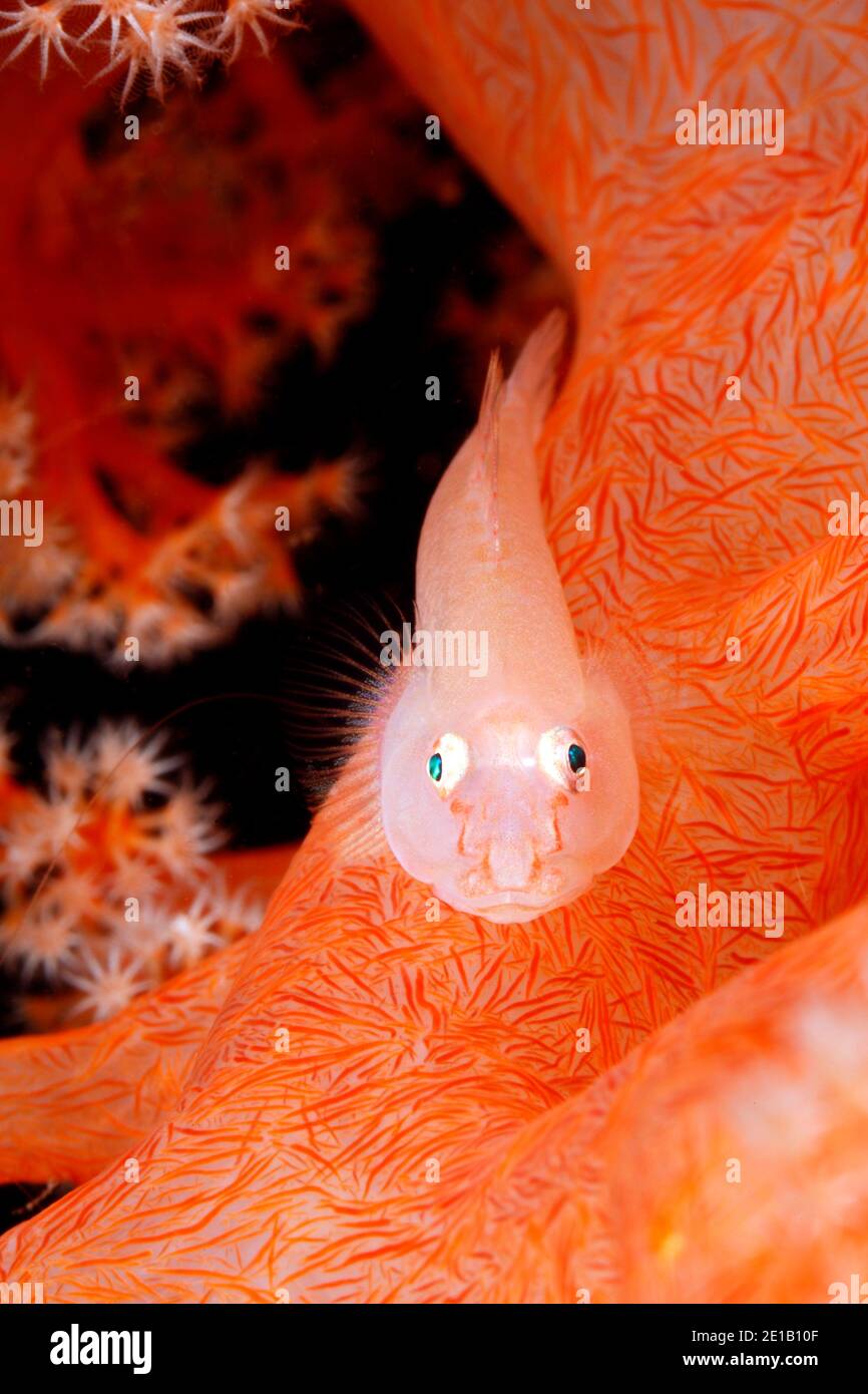 Coral Goby suave, Pleurosicya boldinghi. Tulamben, Bali, Indonesia. Bali Mar, Océano Índico Foto de stock