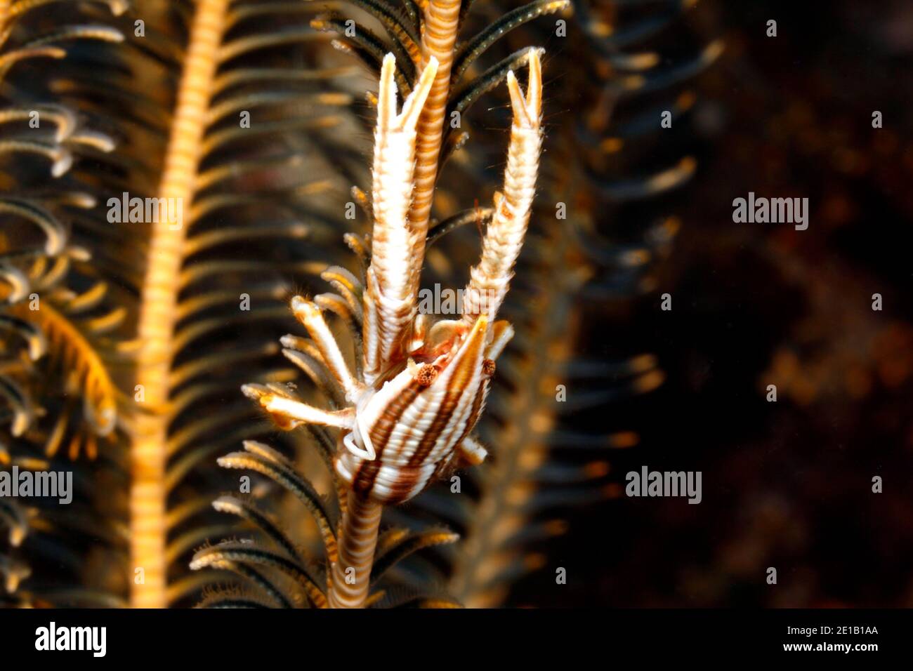 Elegante Squat Lobster, Allogalathea elegans. Tulamben, Bali, Indonesia. Bali Mar, Océano Índico Foto de stock