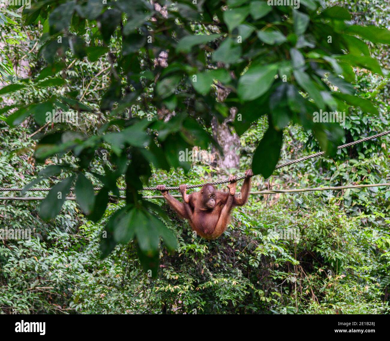 Orangutan salvaje del bebé en un alambre en el orangután de Sepilok Centro de rehabilitación Foto de stock