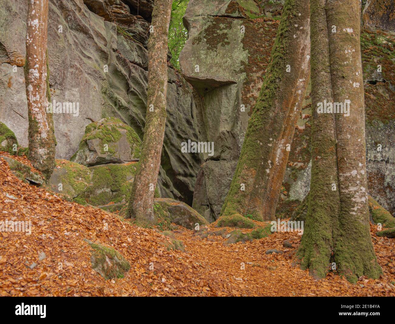 Un terreno frondoso entre las rocas y los árboles en el Mullerthal cerca de Echternach Foto de stock