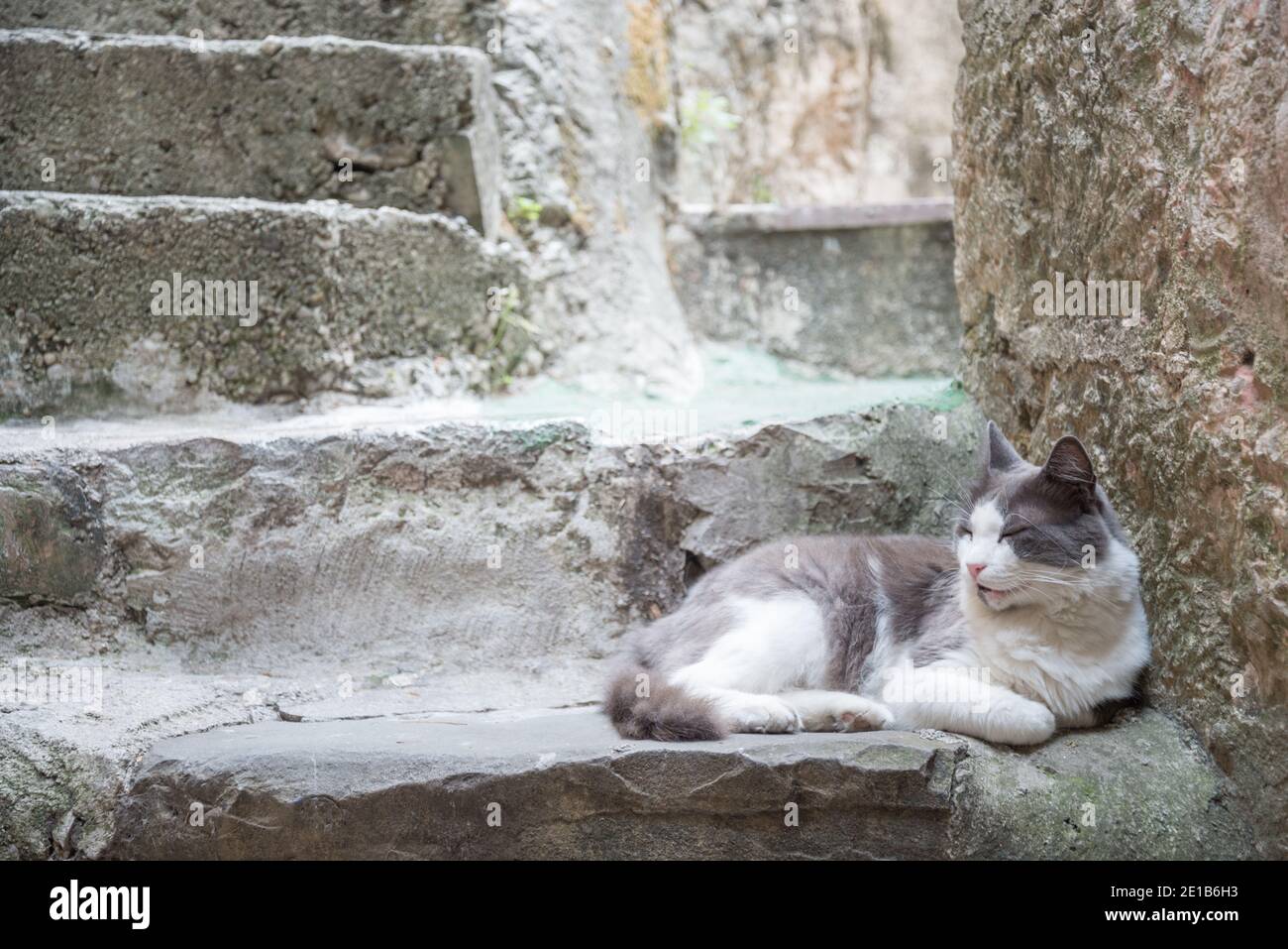 En esta antigua e histórica antigua fortaleza veneciana, conocida por su  gran población de gatos, abundan los senderos empinados Fotografía de stock  - Alamy