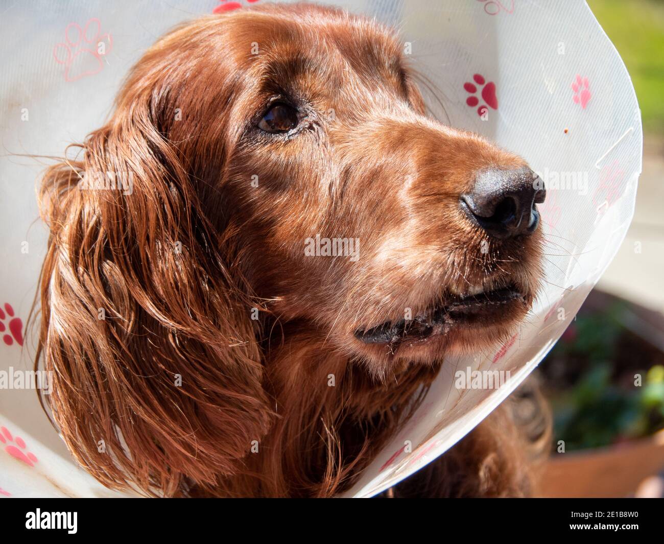 Perro, irlandés o Red Setter, que se muestra indignado en cono de vergüenza  después de un viaje al veterinario. Primer plano de la cabeza, la cara, los  ojos, la boca y la