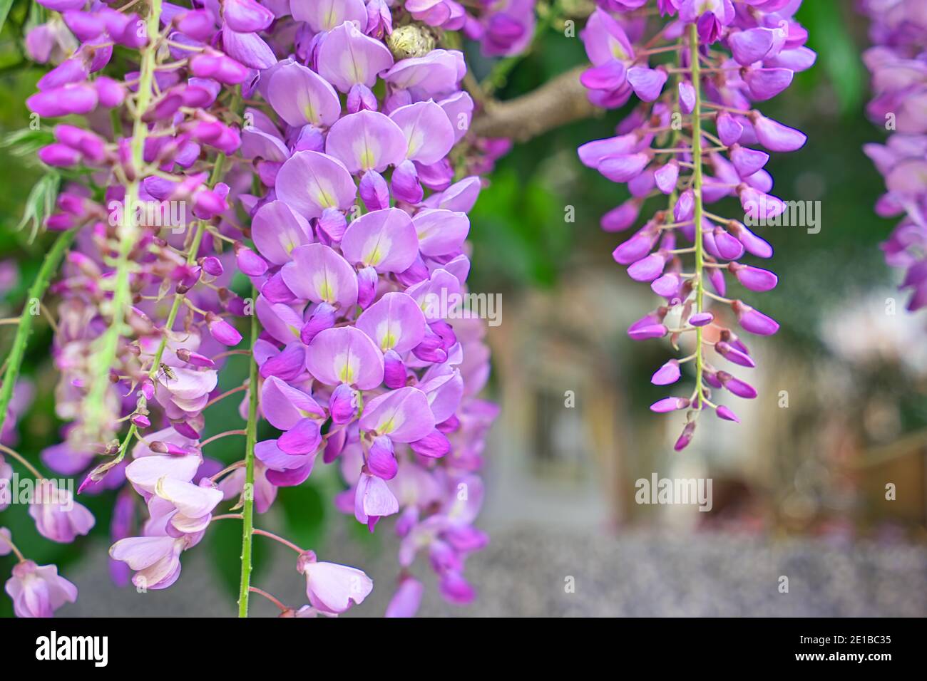 Flores moradas colgantes, Wisteria sinensis (Sims) Dulce. Wuling Farm,  Taiwán. Purple Chinese wisteria es una especie de planta con flores en el  guisante y el Fa Fotografía de stock - Alamy