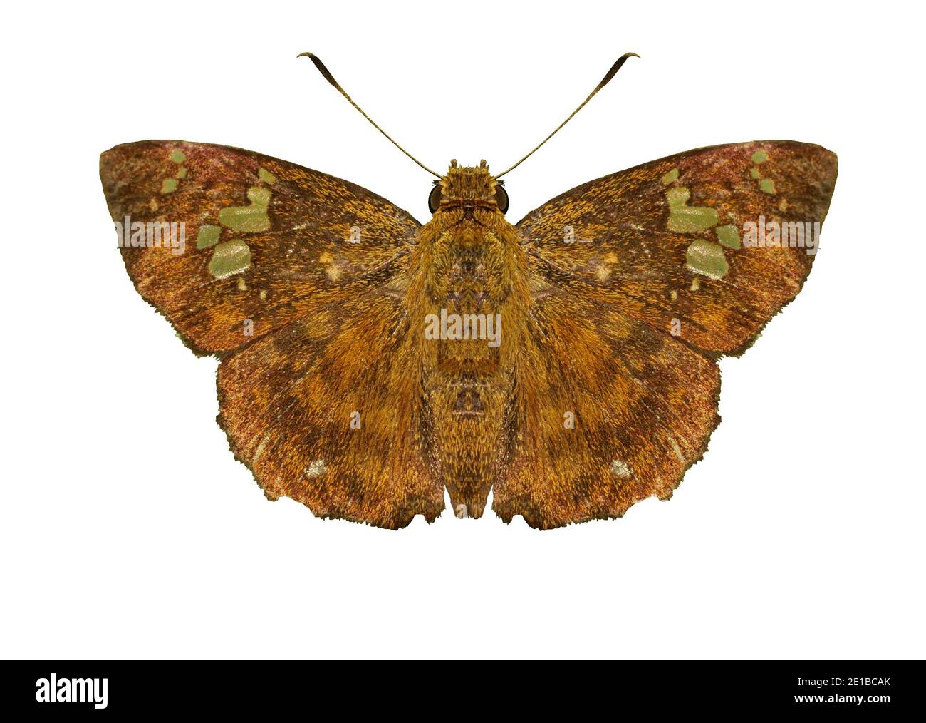 Fulvous Pied Flat ( Pseudocoladenia dan ) mariposa aislada sobre fondo blanco, patrón abstracto verde sobre alas de insectos llenas de pelo marrón Foto de stock