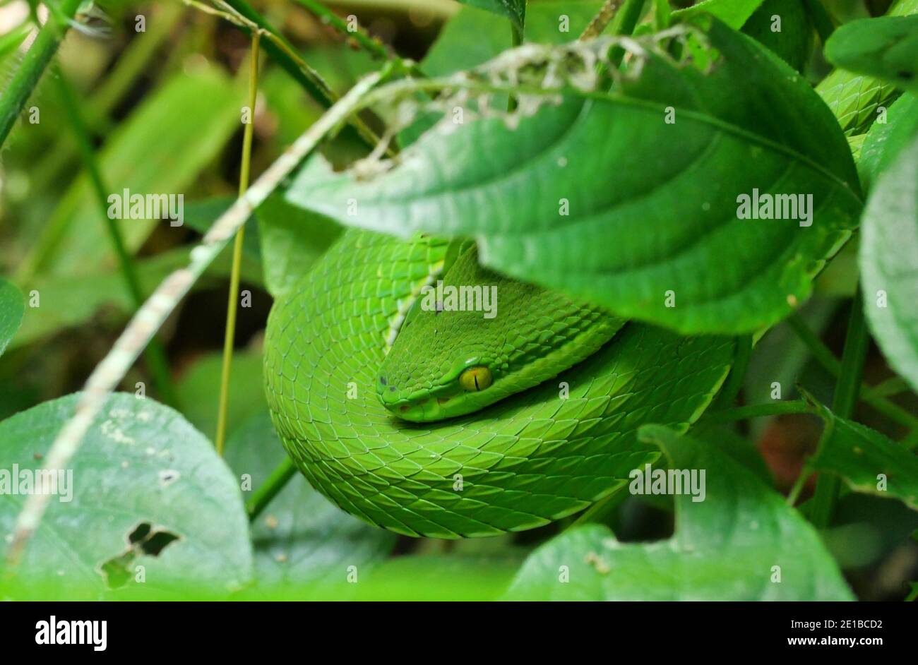 Víbora de Pit de labio blanco ( Trimeresurus albolabris ) Camuflaje de serpiente en el medio ambiente bajo la hoja, este reptil venenoso es de color verde brillante Foto de stock