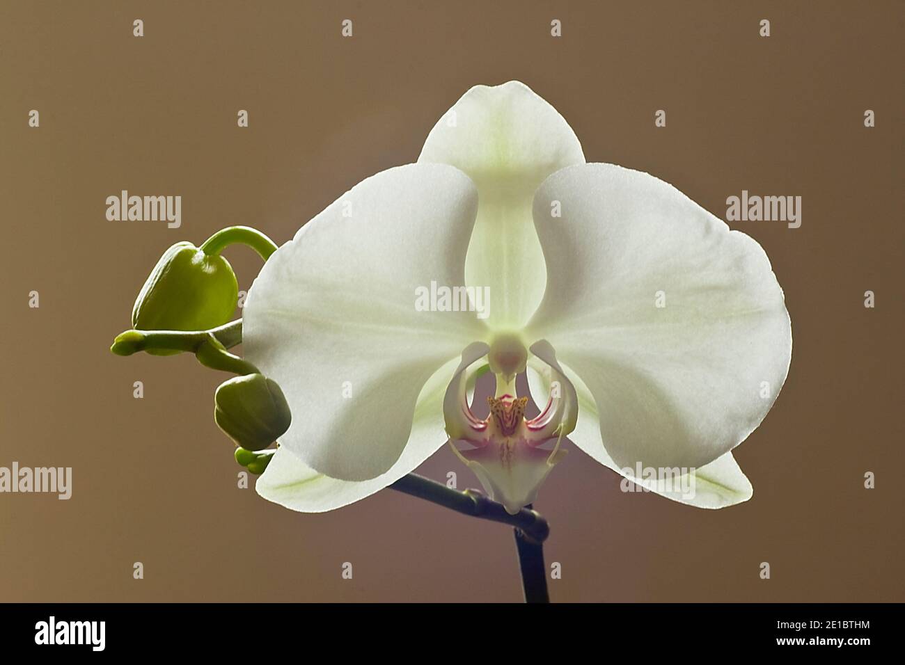 Phaelanopsis de la orquídea de la polilla Foto de stock