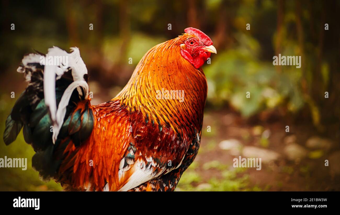 Un gallo doméstico con plumaje rojo brillante se erige orgullosamente en el medio del follaje. Ganado. Foto de stock