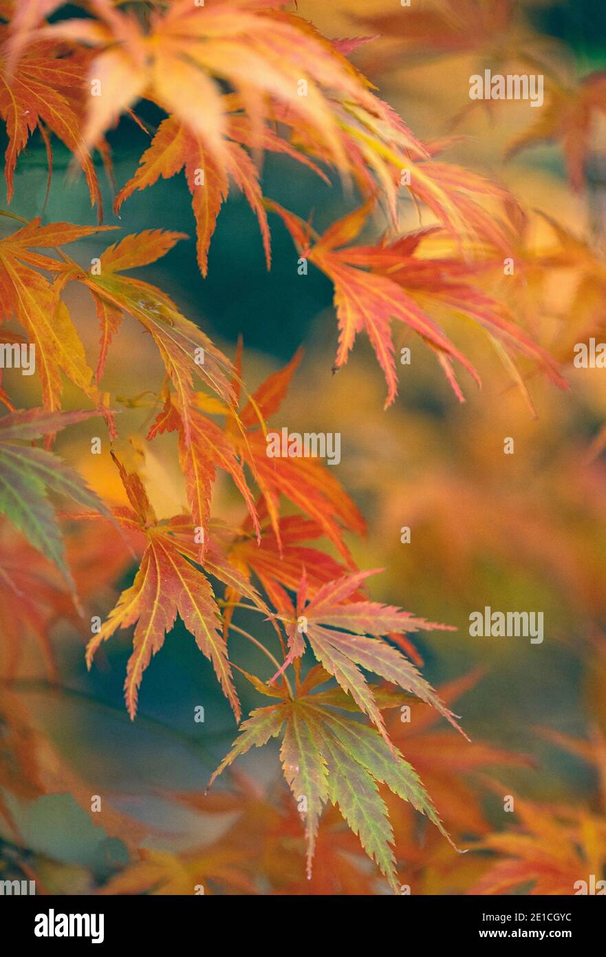 Acer / Maple hojas Autumnal acer hojas en los árboles en Batsford Arboretum, Worcestershire Foto de stock