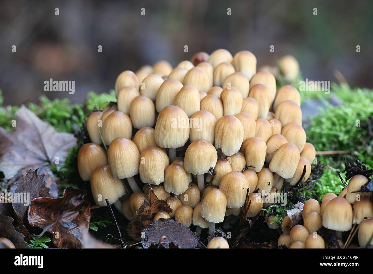 Coprinellus micaceus, también llamado Coprinus micaceus, comúnmente conocido como glistering Inkcap, hongo silvestre de Finlandia Foto de stock