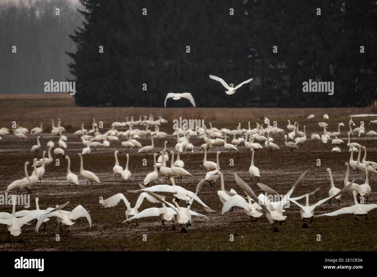 Los cisnes de tundra se acumulan en un campo de agricultores durante las migraciones invernales Foto de stock