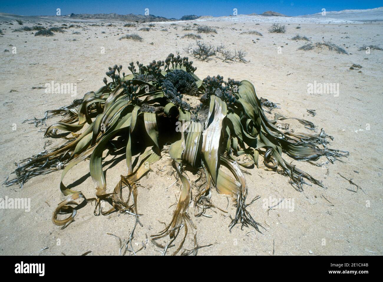 El nombre latino de Tumboa Welwitschia mirabilis es uno de los más antiguos Plantas vivas conocidas encontradas en el desierto namibiano Foto de stock