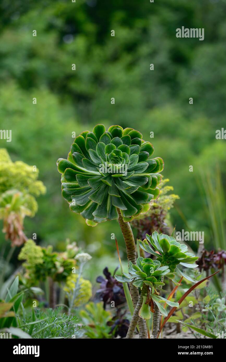 Diosa verde aeonium, hojas verde menta, hojas carnosas, roseta, suculenta, suculentas, RM Floral Foto de stock