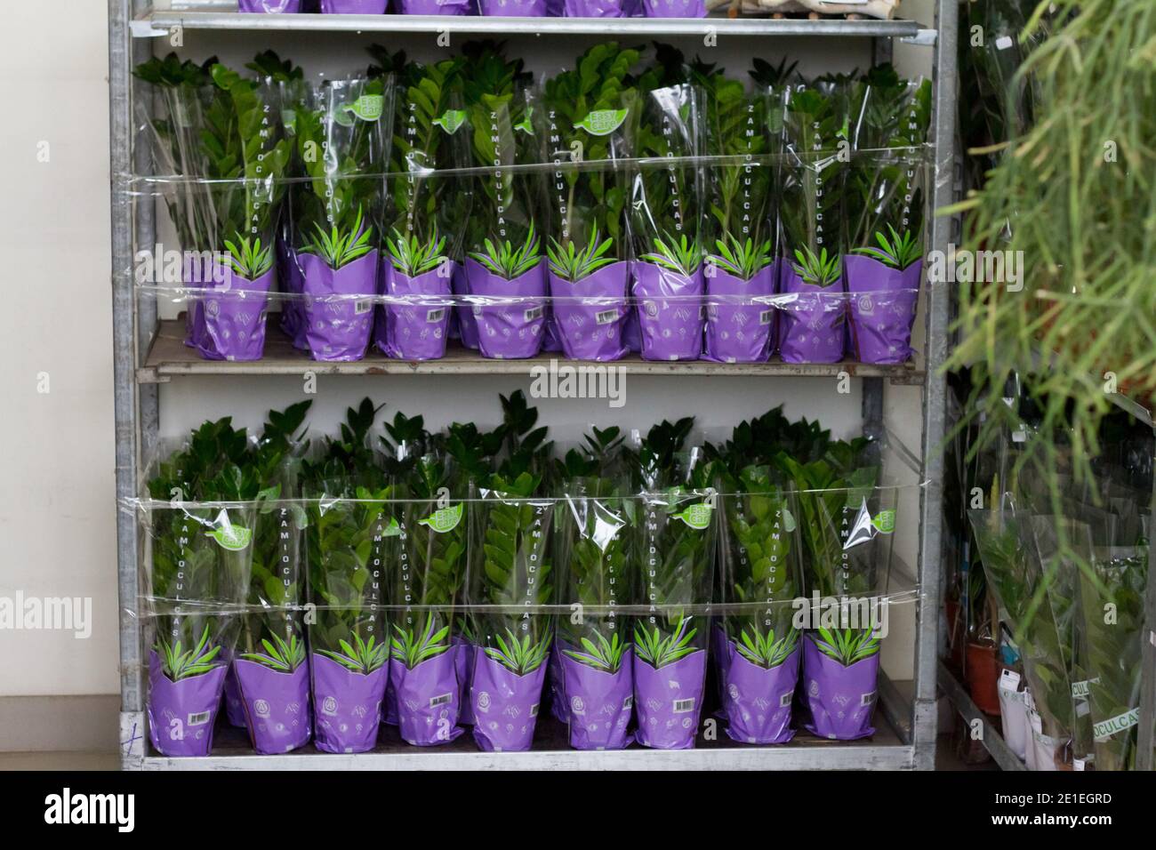 Lote de plantas de zamioculcas en vitrina en tienda de flores, fondo floral, enfoque selectivo Foto de stock