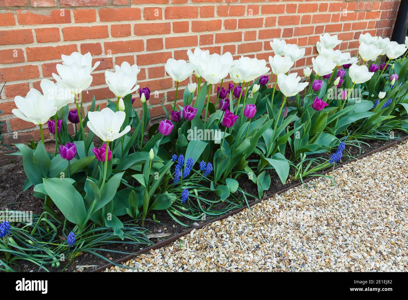 Flores de primavera en un borde en un jardín, tulipanes y bulbos de flores  muscari en flor, Reino Unido Fotografía de stock - Alamy