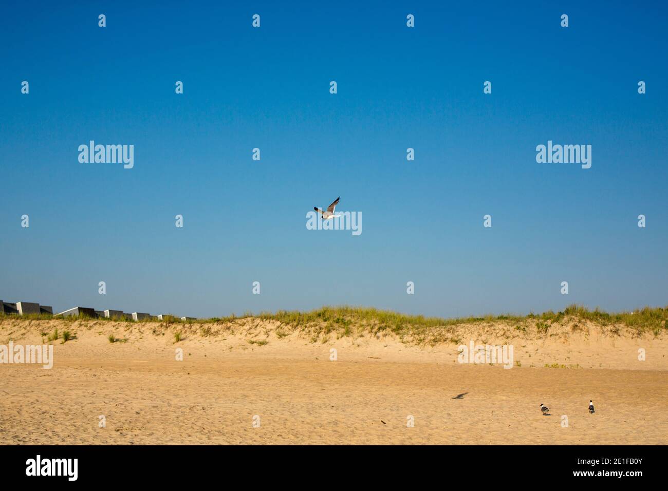 Una gaviota se asoma contra el cielo azul sobre arena dorada y. dunas Foto de stock