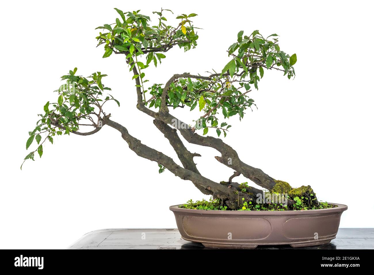 Bonsai árbol en una olla de cerca de la vista contra la pared blanca Foto de stock