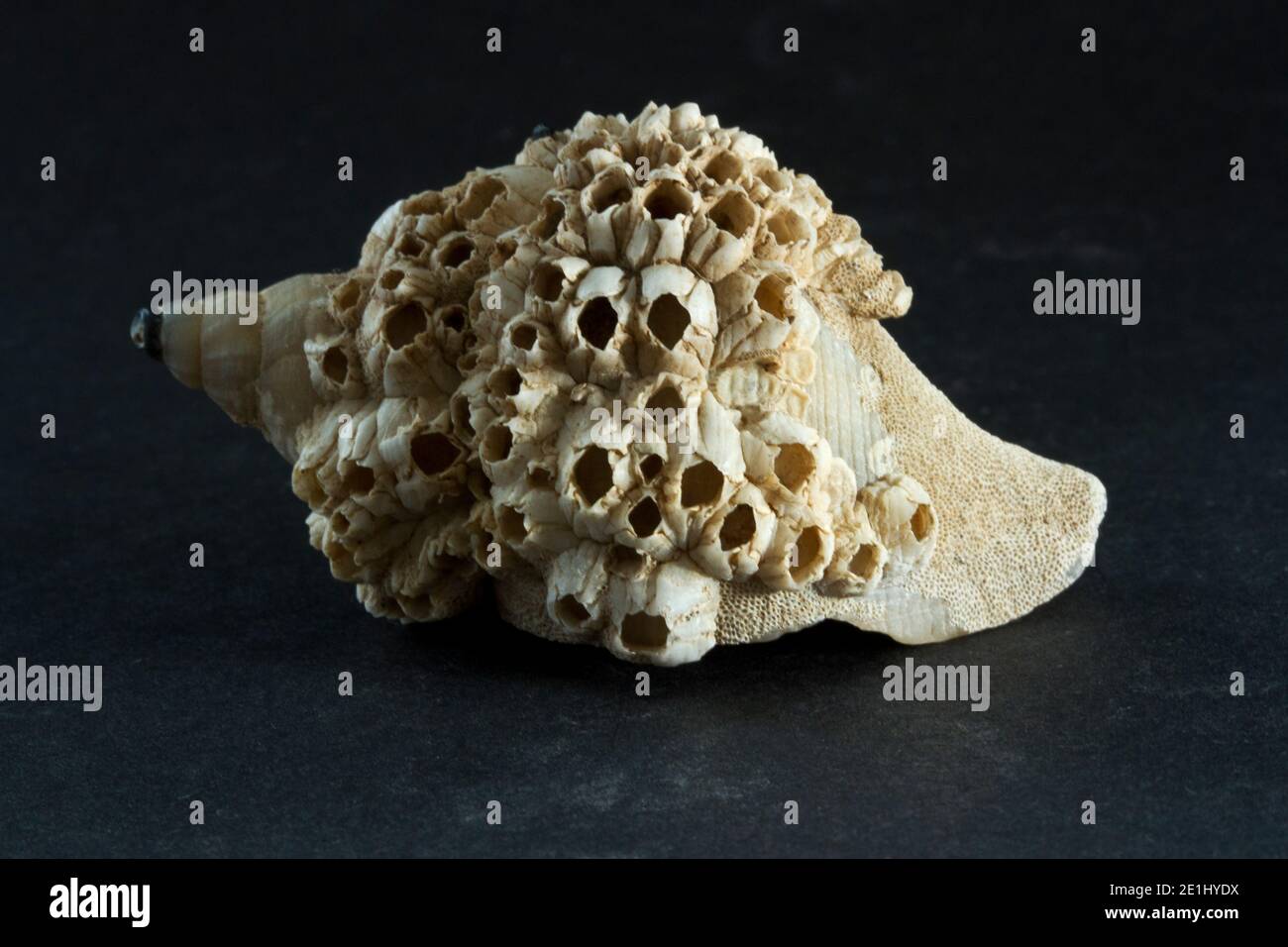 Un gran número de Barnacles de maíz crecen en la cáscara de un Whelk común. Una forma común de simbiosis conocida como mutualismo donde ambas especies se benefician Foto de stock
