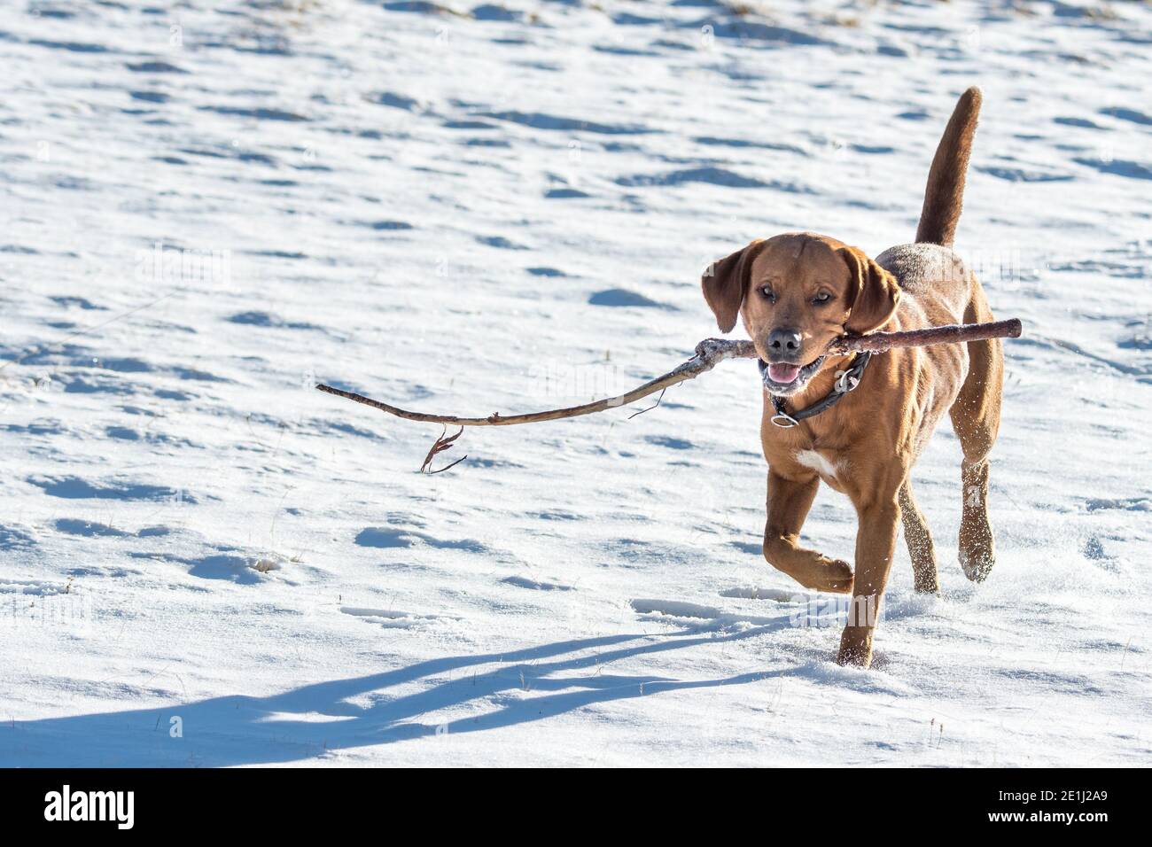 retrato de un hermoso perro labrador marrón en la nieve Foto de stock