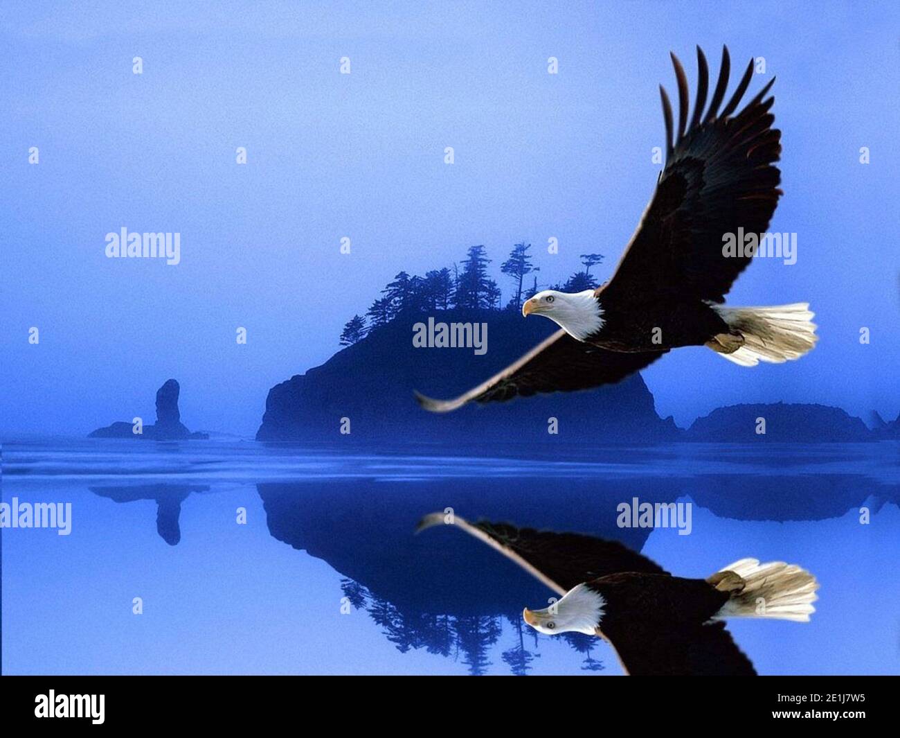Águila volando en busca de presa Foto de stock
