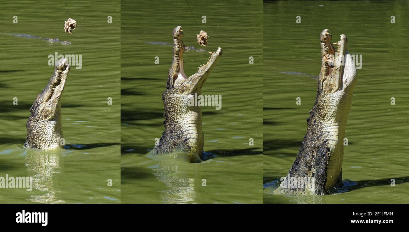 Secuencia de un cocodrilo de agua salada que emerge del agua para capturar alimentos, Malasia Foto de stock