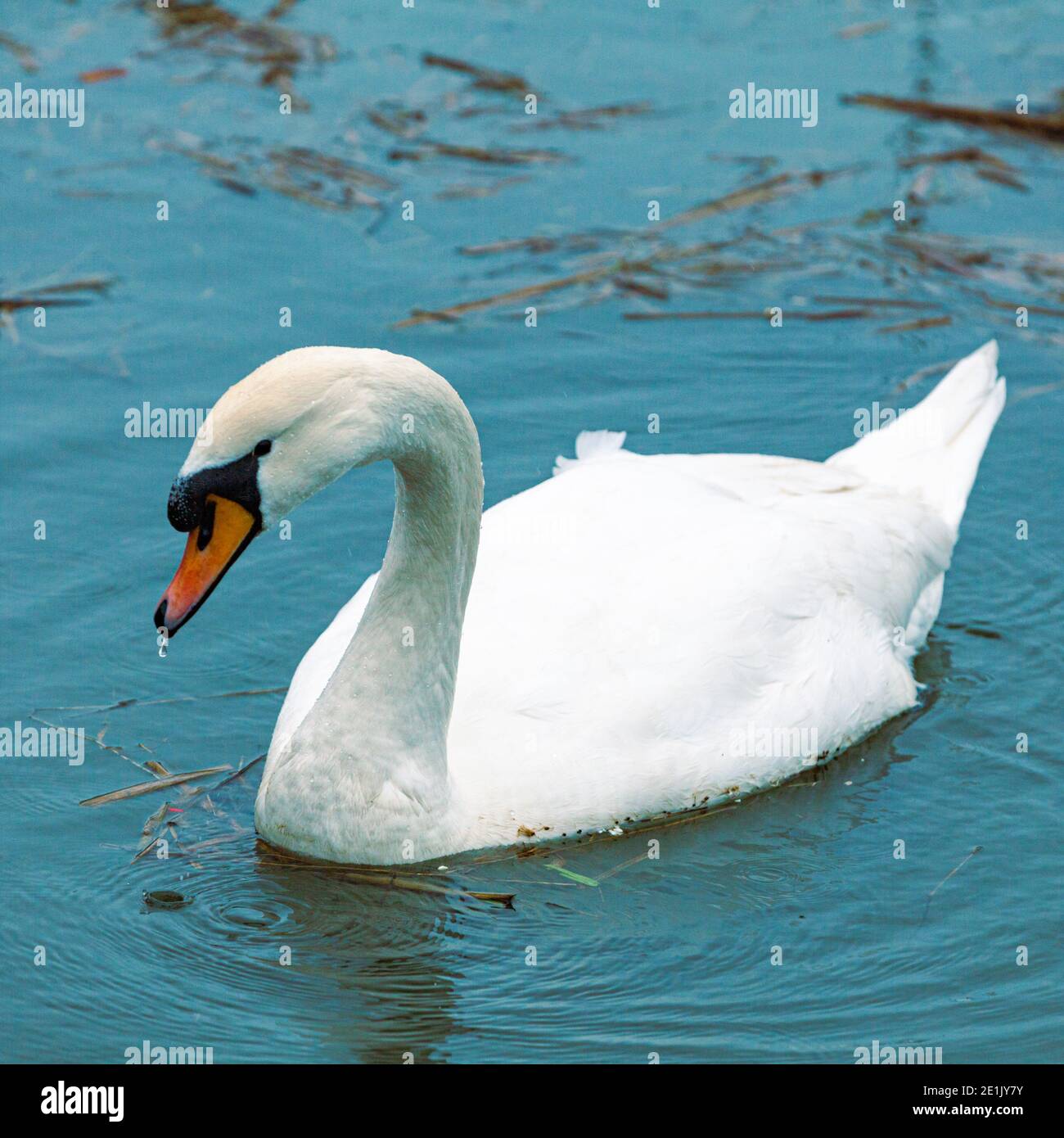 Single Mute Swan alimentándose cerca de una rampa de madera en barco El Britannia Ship Yard en Steveston British Columbia Canadá Foto de stock