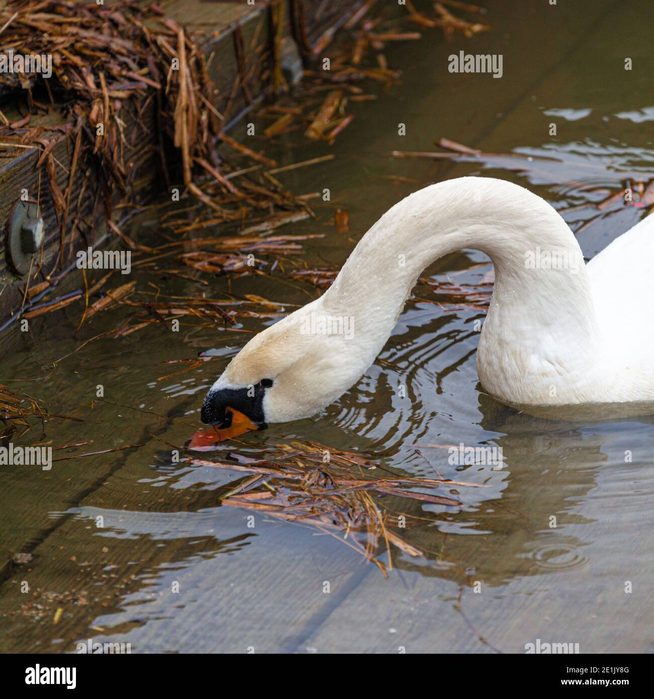 Single Mute Swan alimentándose cerca de una rampa de madera en barco El Britannia Ship Yard en Steveston British Columbia Canadá Foto de stock