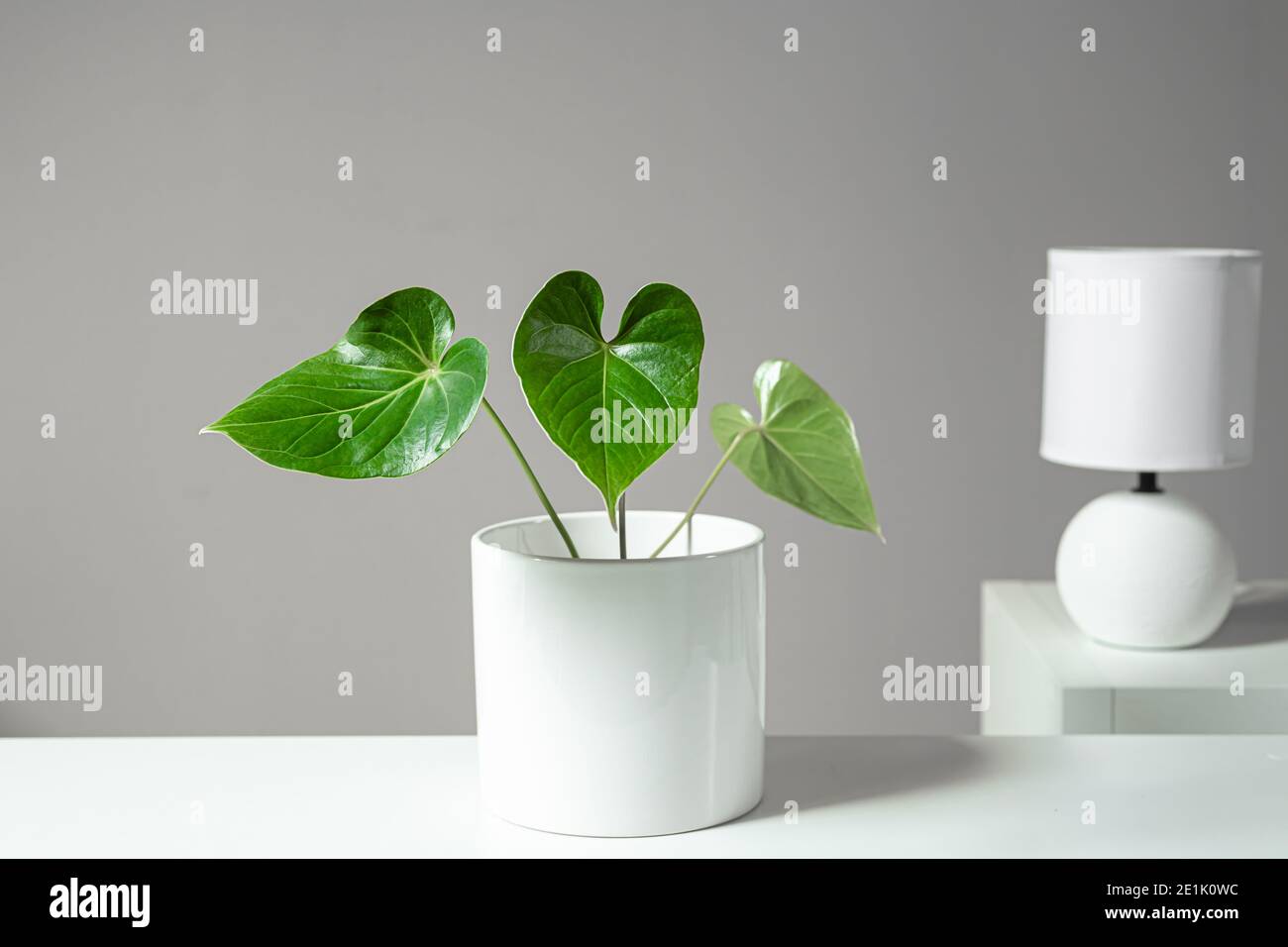 Anthurium planta de hogar verde en la olla blanca y lámpara de mesa blanca en las estanterías blancas, minimalismo y estilo escandinavo Foto de stock