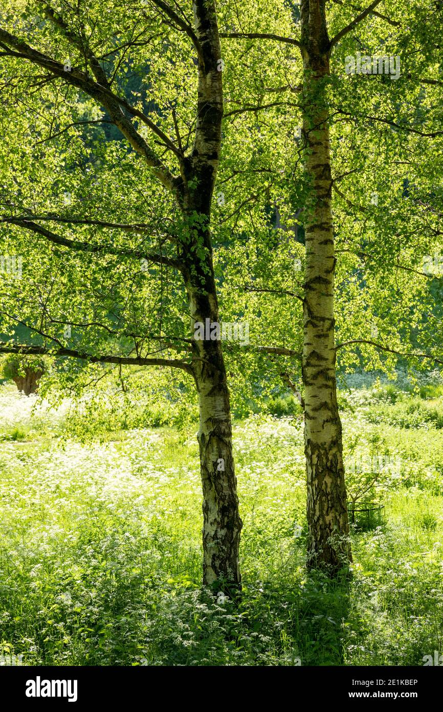 Luz del sol a través de un par de árboles de abedul plateado, Betula péndula y perejil de vaca en Swinbrook, en los Cotswolds en Oxfordshire, Reino Unido Foto de stock