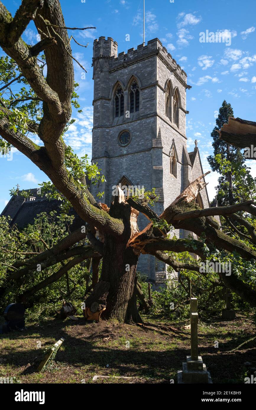 Dañado árbol de roble inglés antiguo caído, Quercus, en el cementerio de una iglesia parroquial tradicional después de un período de viento tormentoso en el Gran Londres, Foto de stock