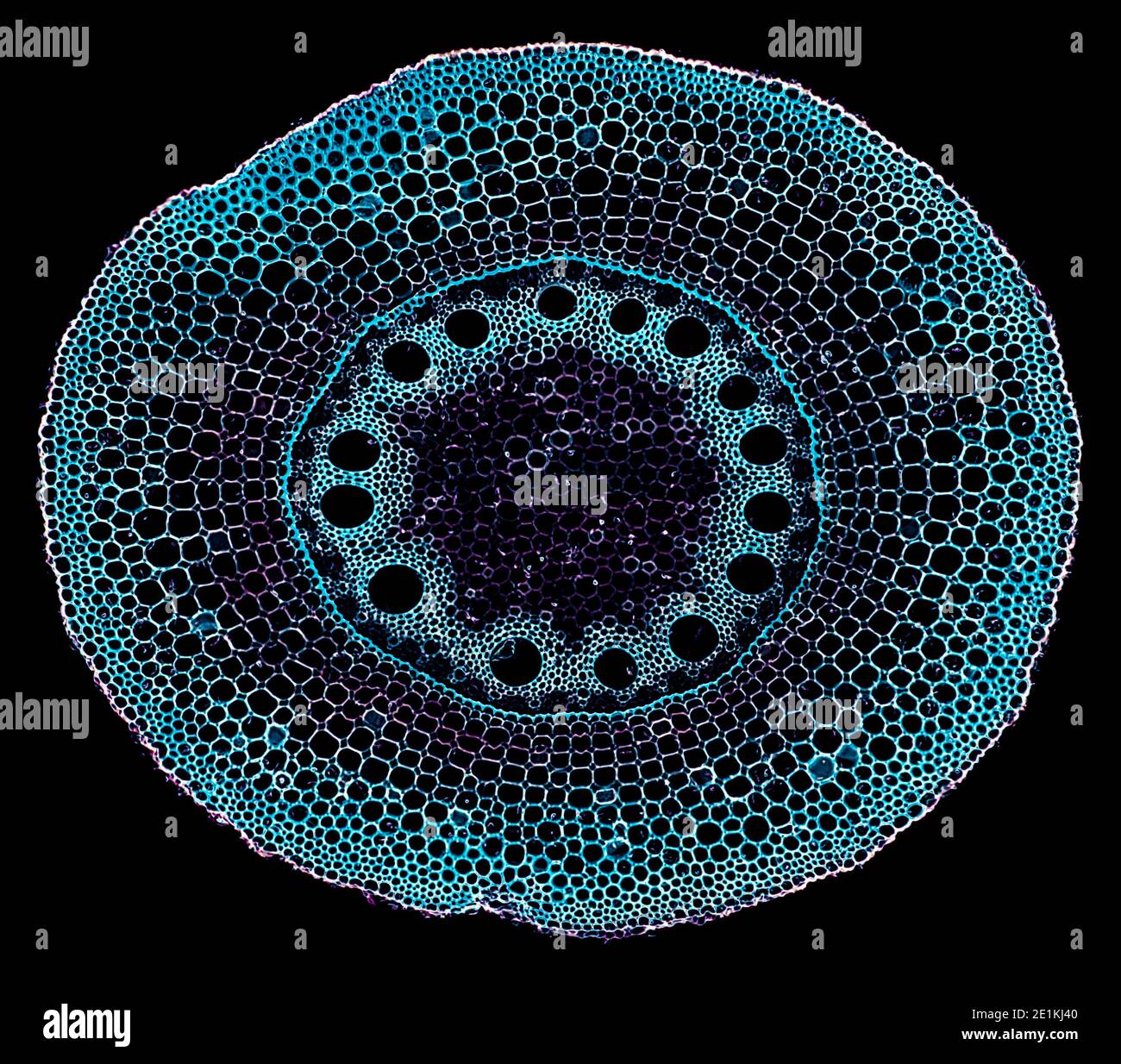 corte de sección transversal bajo el microscopio – vista microscópica de células  vegetales para la educación botánica Fotografía de stock - Alamy