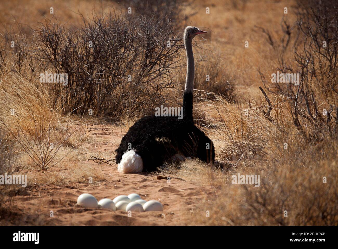 El avestruz somalí femenino (Struthio molybdophanes) con huevos en su nido, también conocido como el avestruz de cuello azul, es un gran ave sin vuelo nativo de la Foto de stock