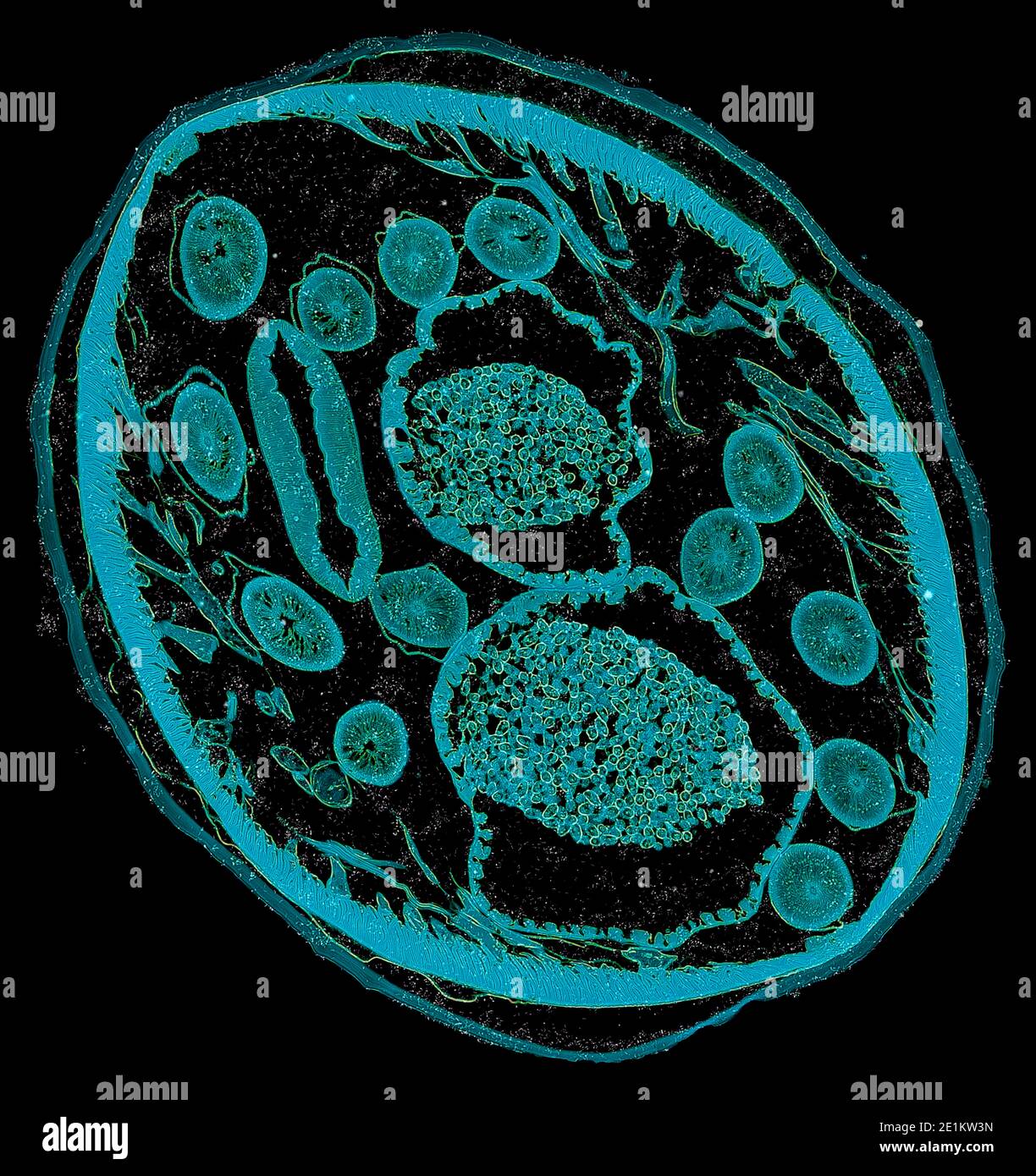 corte transversal de células del cuerpo humano bajo un científico  microscopio Fotografía de stock - Alamy