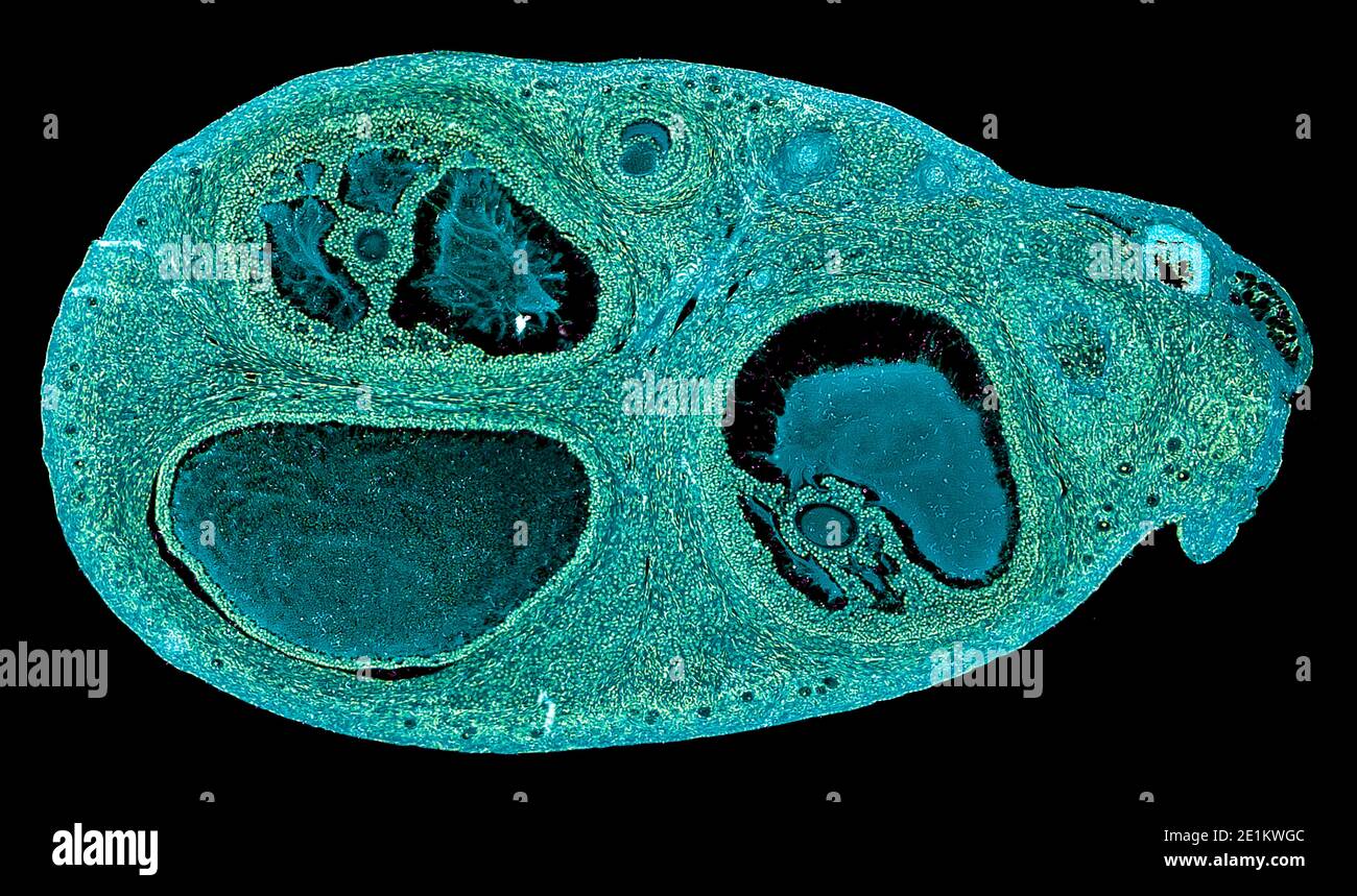 corte transversal de células del cuerpo humano bajo un científico microscopio Foto de stock