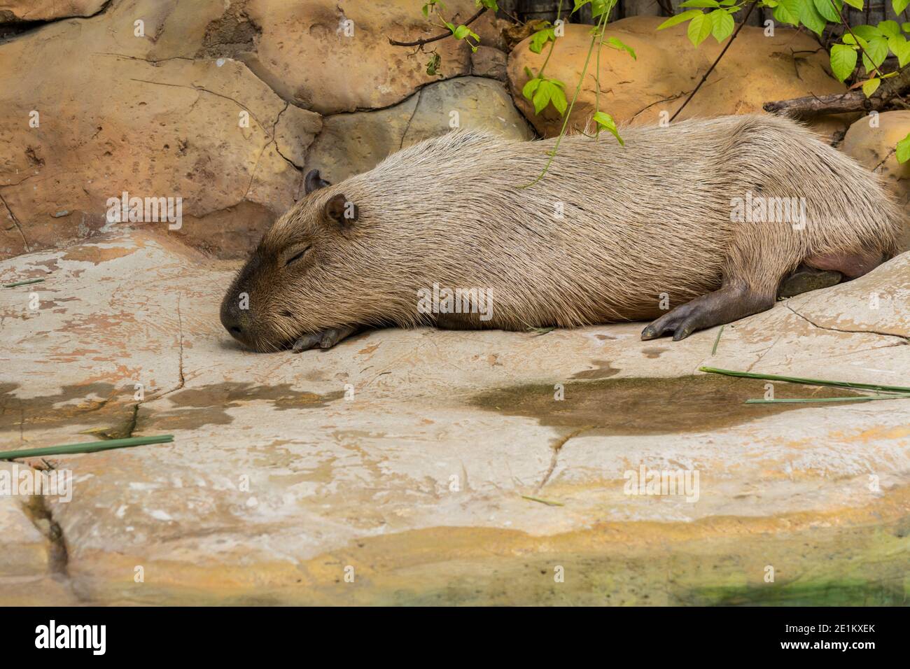 Brown Capybara (Hydrochoerus hydrochaeris) durmiendo en el zoológico, un roedor gigante de la