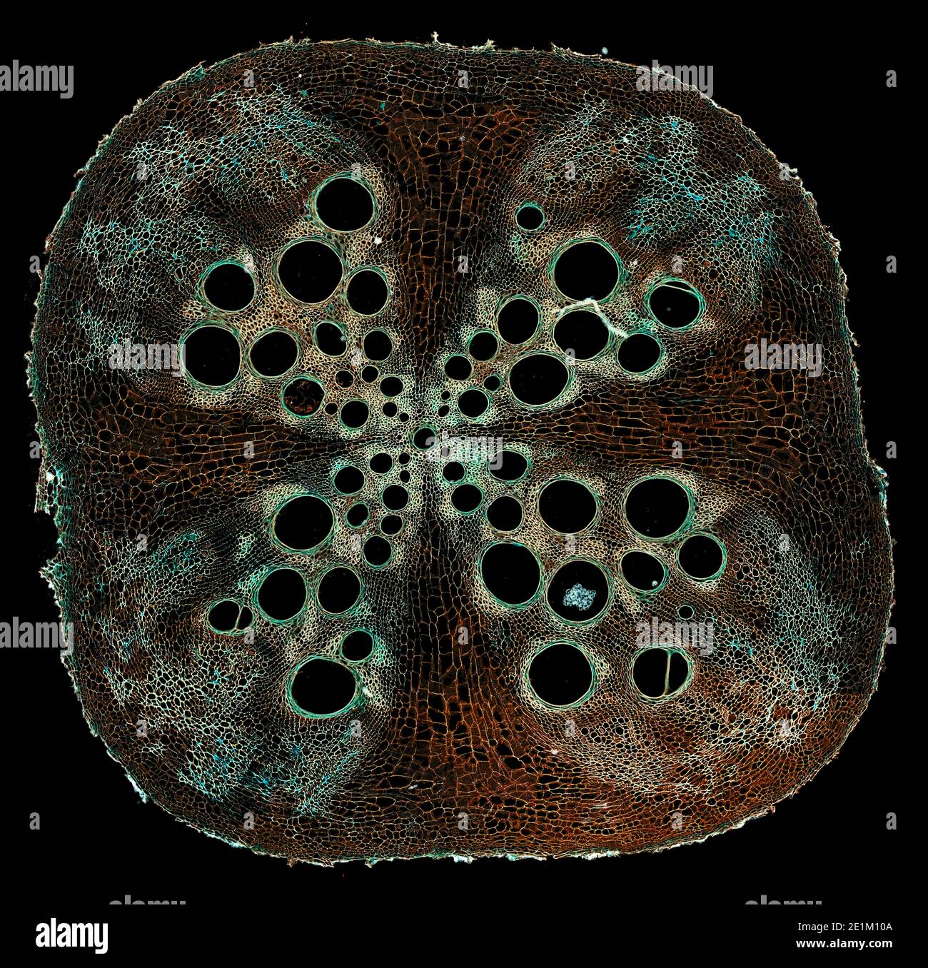 corte de sección transversal bajo el microscopio – vista microscópica de  células vegetales para la educación botánica Fotografía de stock - Alamy