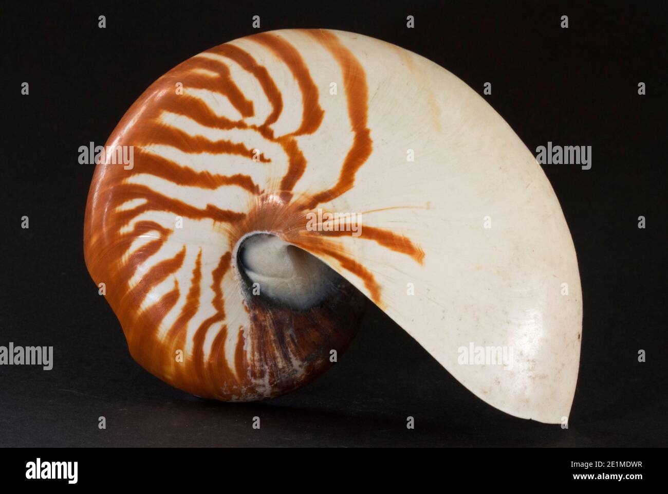 La concha de un Nautilus. La única especie viva de una familia de cefalópodos marinos que una vez fue común y generalizada. Relacionado con el calamar Foto de stock