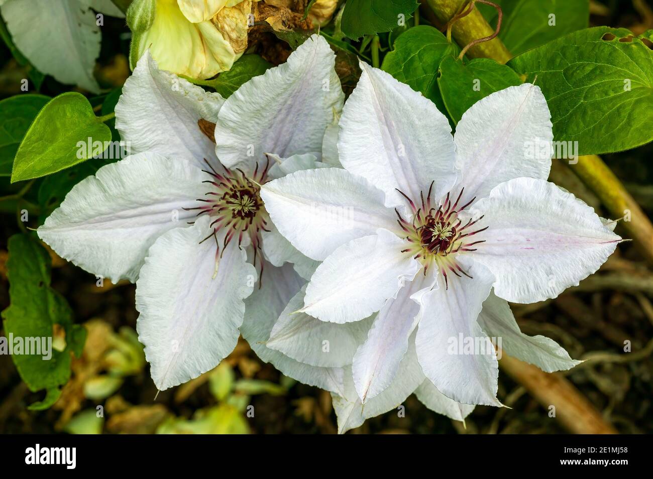 Clematis 'Reina de la siesta' una planta de arbustos floridos a principios del verano con una flor blanca de verano que se abre en mayo junio y septiembre, imagen de la foto de stock Foto de stock