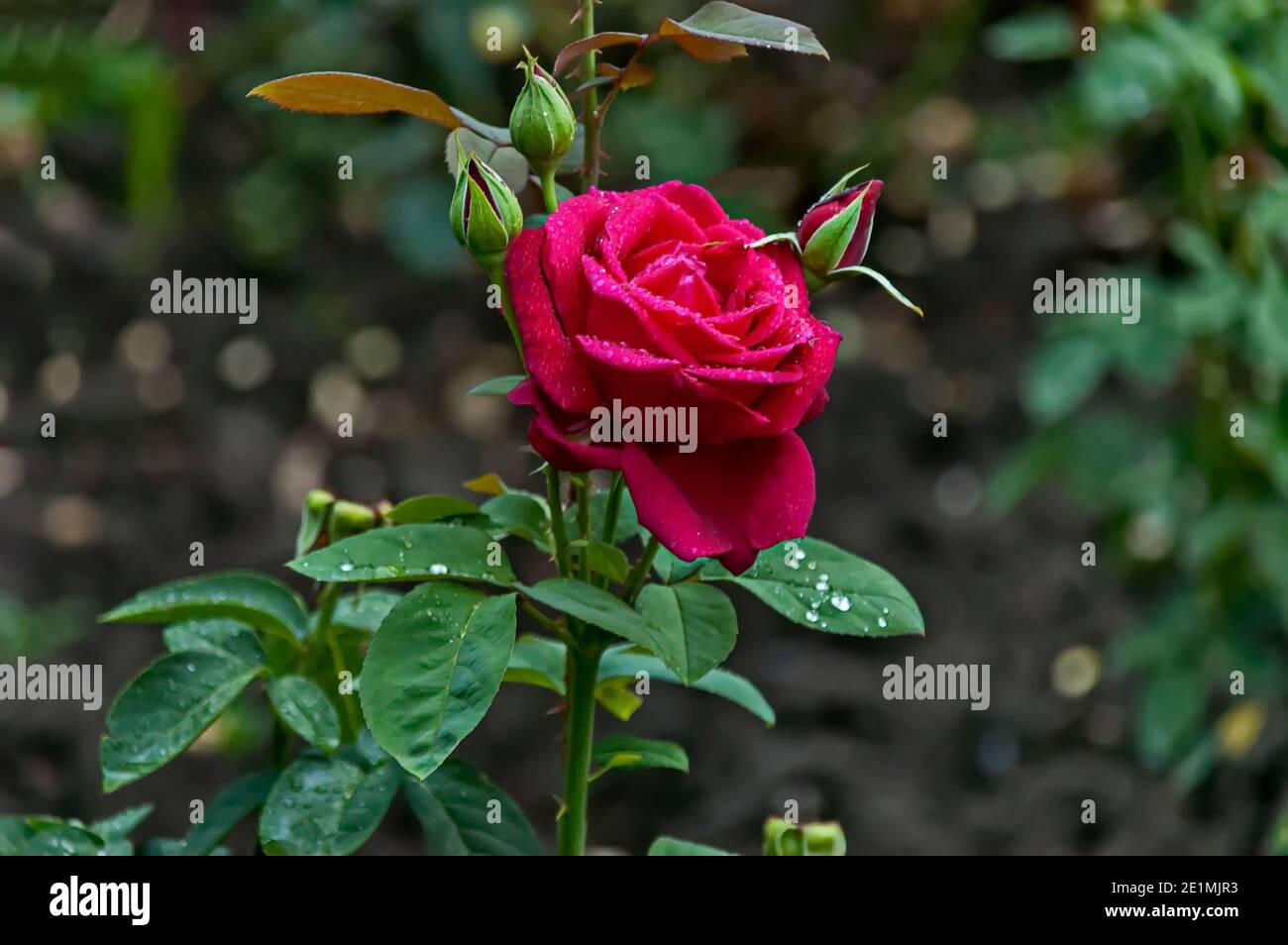 Foto de un arbusto de rosas de color rojo floreciente después de la lluvia en un parque natural, Sofía, Bulgaria Foto de stock