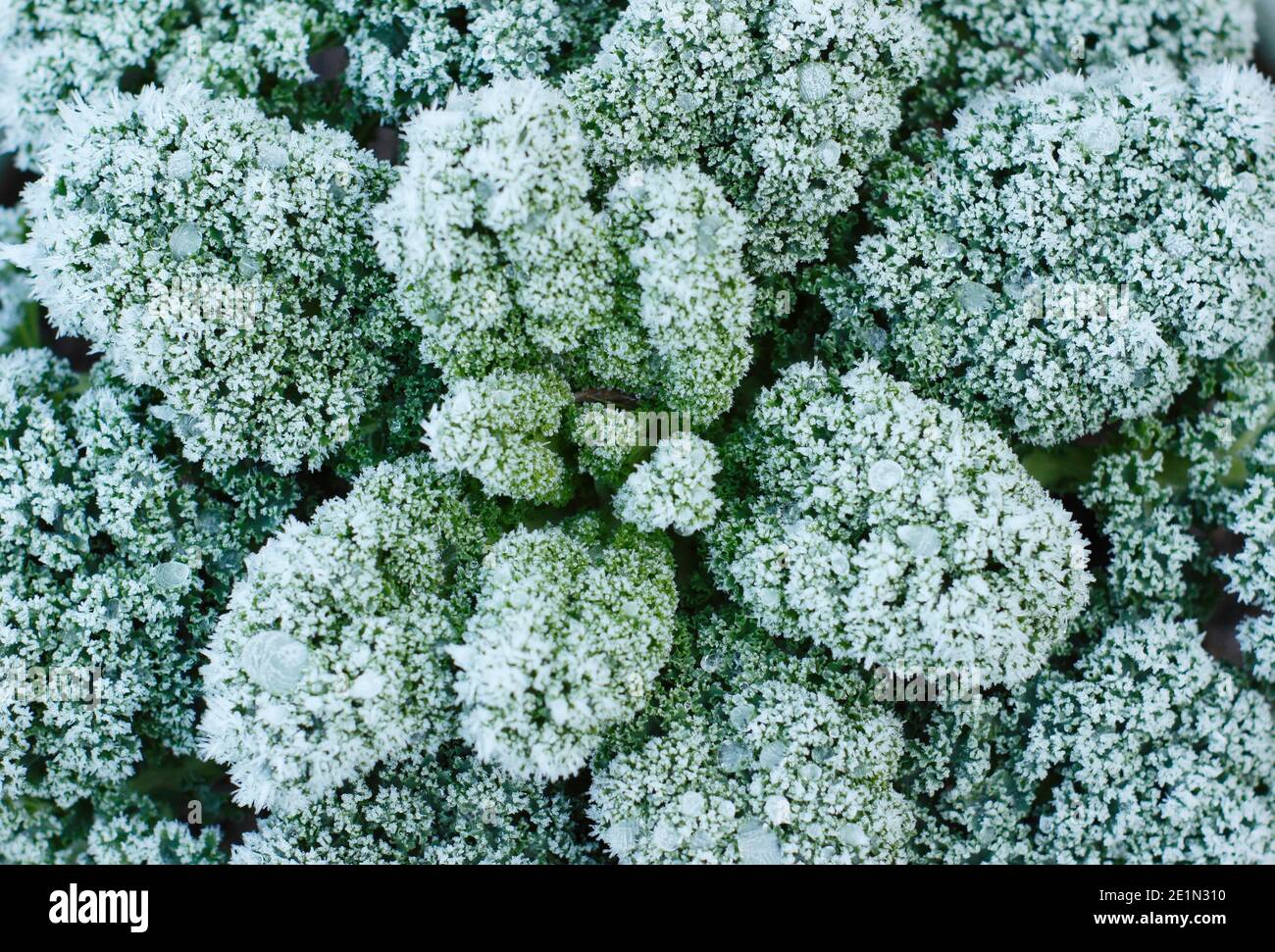 Grupo de acephala de Brassica oleracea. Heladas en una planta de col rizada creciendo en un jardín de cocina doméstica. REINO UNIDO Foto de stock