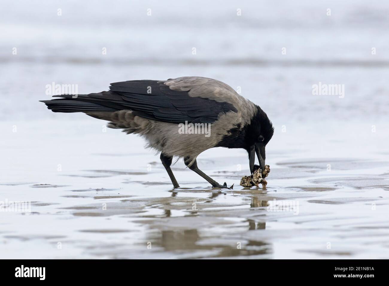 Cuervo encapuchado del norte de Europa (Corvus cornix cornix / Corvus corone cornix) comer mejillón en la playa Foto de stock
