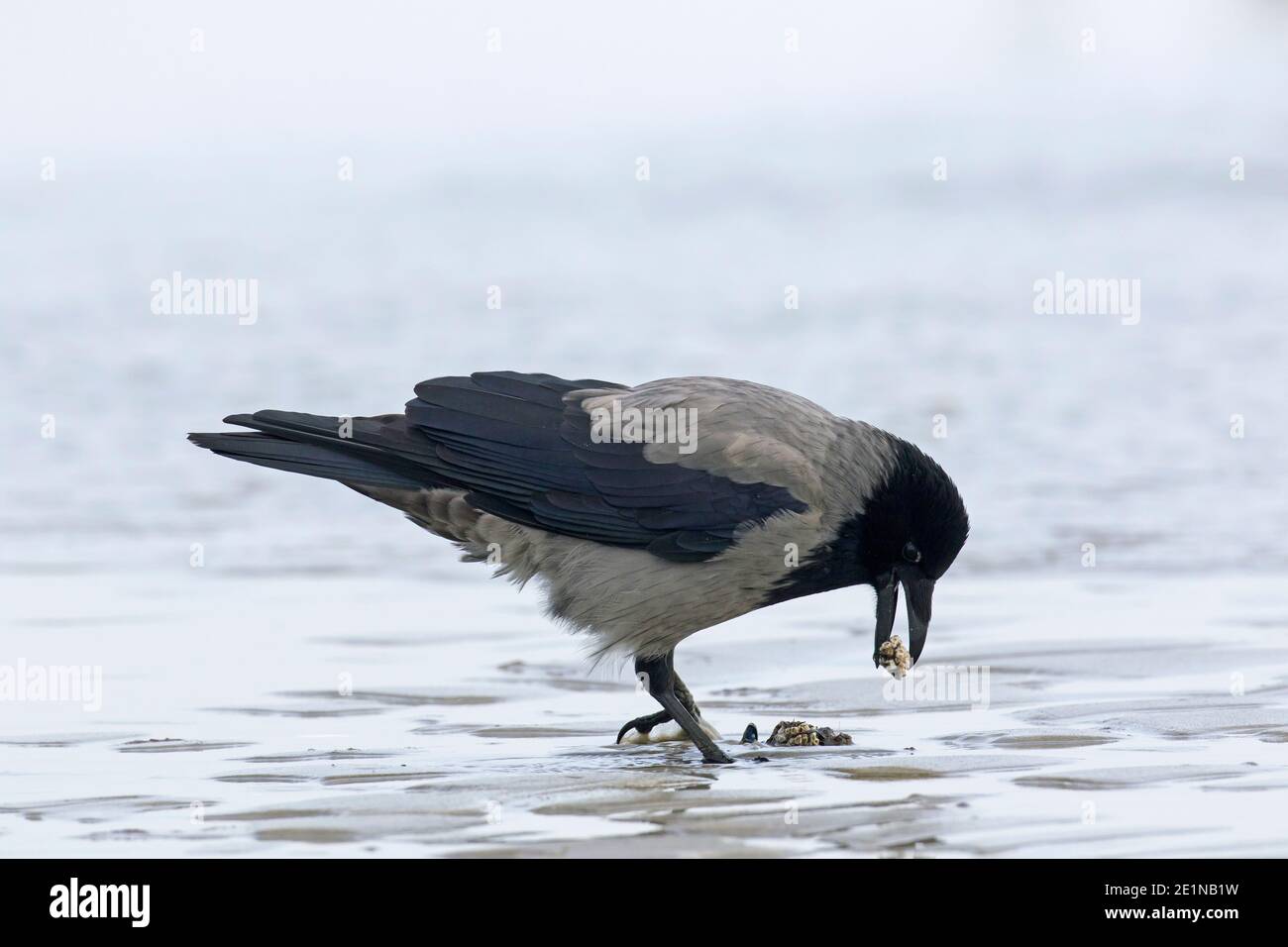 Cuervo encapuchado del norte de Europa (Corvus cornix cornix / Corvus corone cornix) comer mejillón en la playa Foto de stock