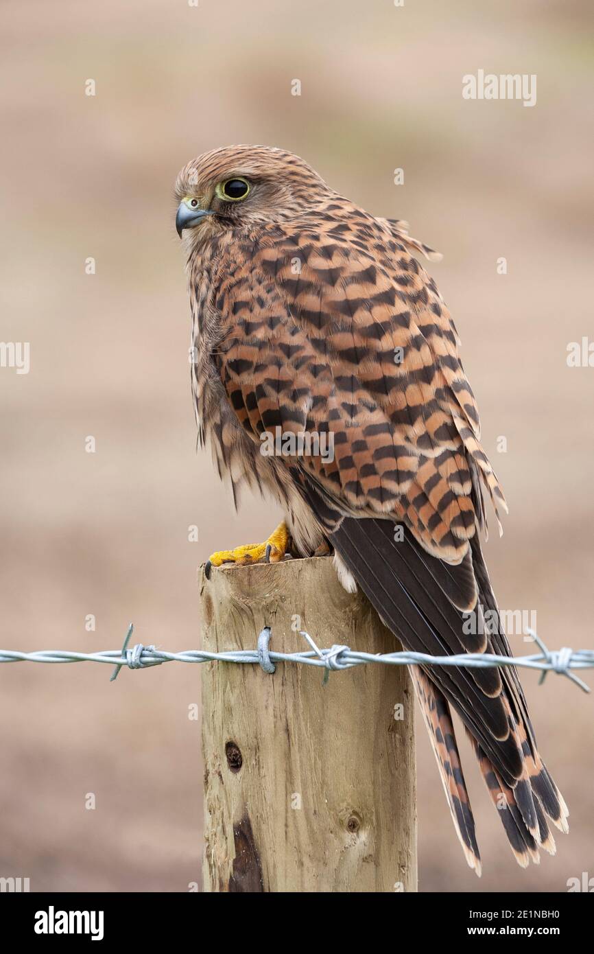 Común kestrel (Falco tinnunculus) hembra, controlado, Cumbria, Reino Unido Foto de stock