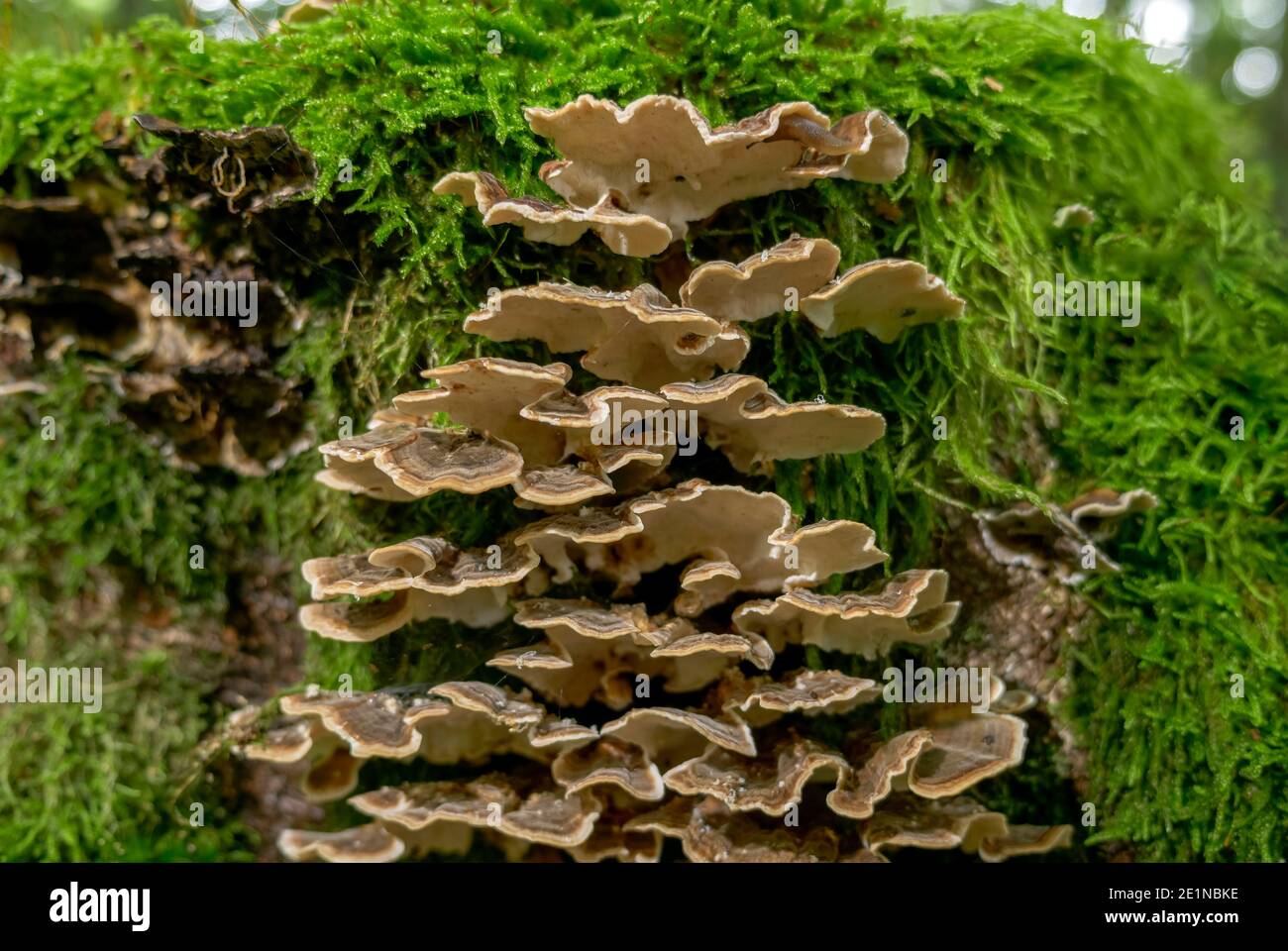 Turquía Cola (Trametes versicolor) en un árbol de tocón, Baviera, Alemania, Europa Foto de stock