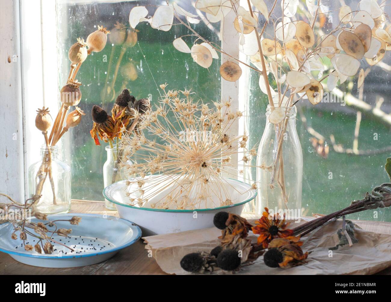 Secado de las cabezas de las semillas de flores en un soleado alféizar en otoño para el ahorro de semillas y propósitos decorativos. Honestidad, rudbeckia, aquilegia, allium y amapola. Foto de stock