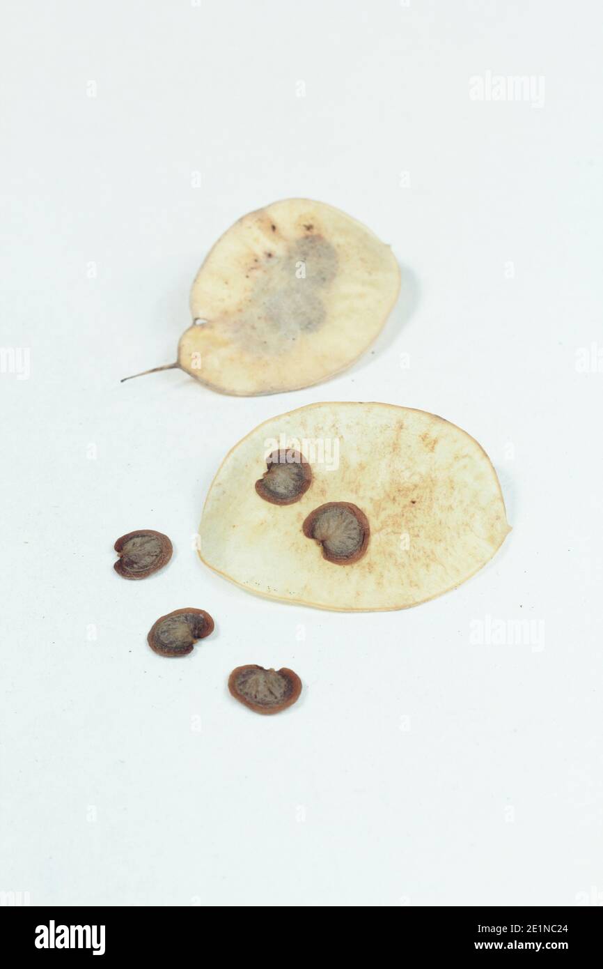 Las cabezas de semillas de honestidad aisladas sobre un fondo blanco. Lunaria annua. Foto de stock