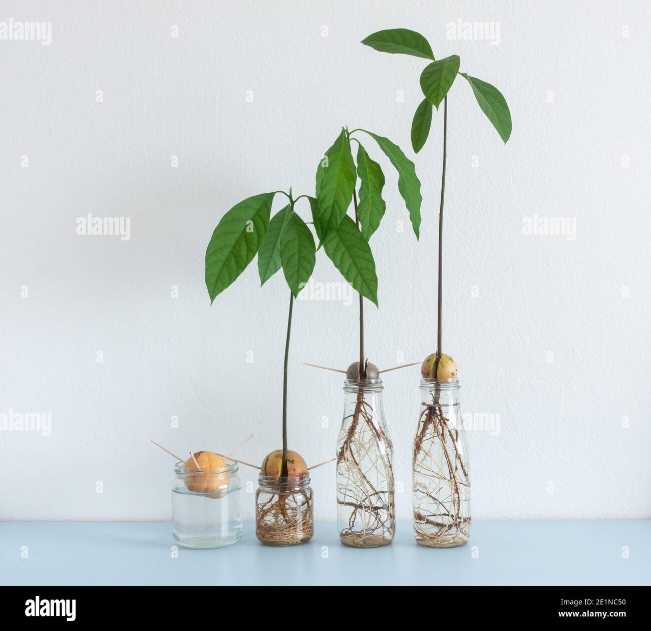 Imagen que muestra diferentes etapas de semillas/piedras de aguacate creciendo en agua en el estante de la casa. Hidropónico, Minimalismo Foto de stock